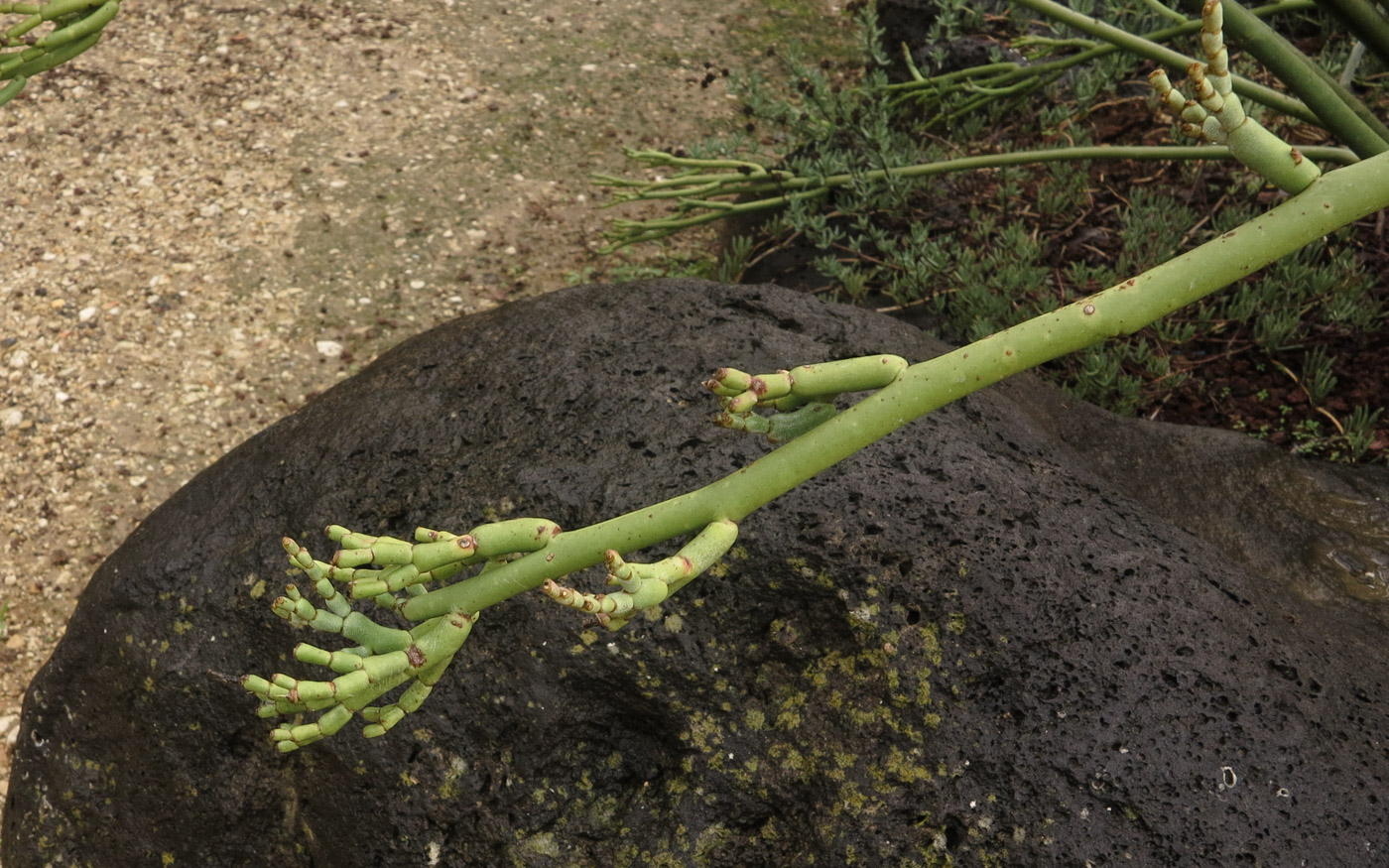 Изображение особи Euphorbia lomelii.