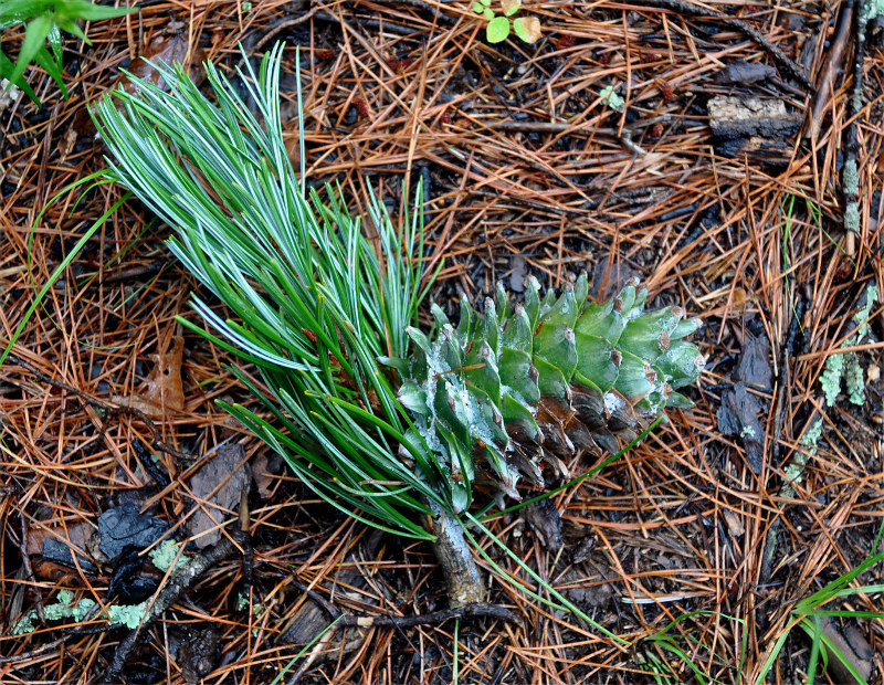 Image of Pinus koraiensis specimen.