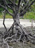 Rhizophora mucronata. Основание ствола и корни-подпорки. Андаманские острова, остров Северный Андаман, окр. г. Диглипур, каменисто-песчаный пляж. 09.01.2015.