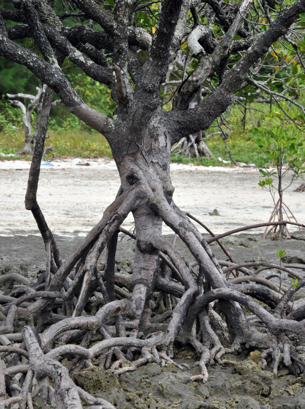 Image of Rhizophora mucronata specimen.