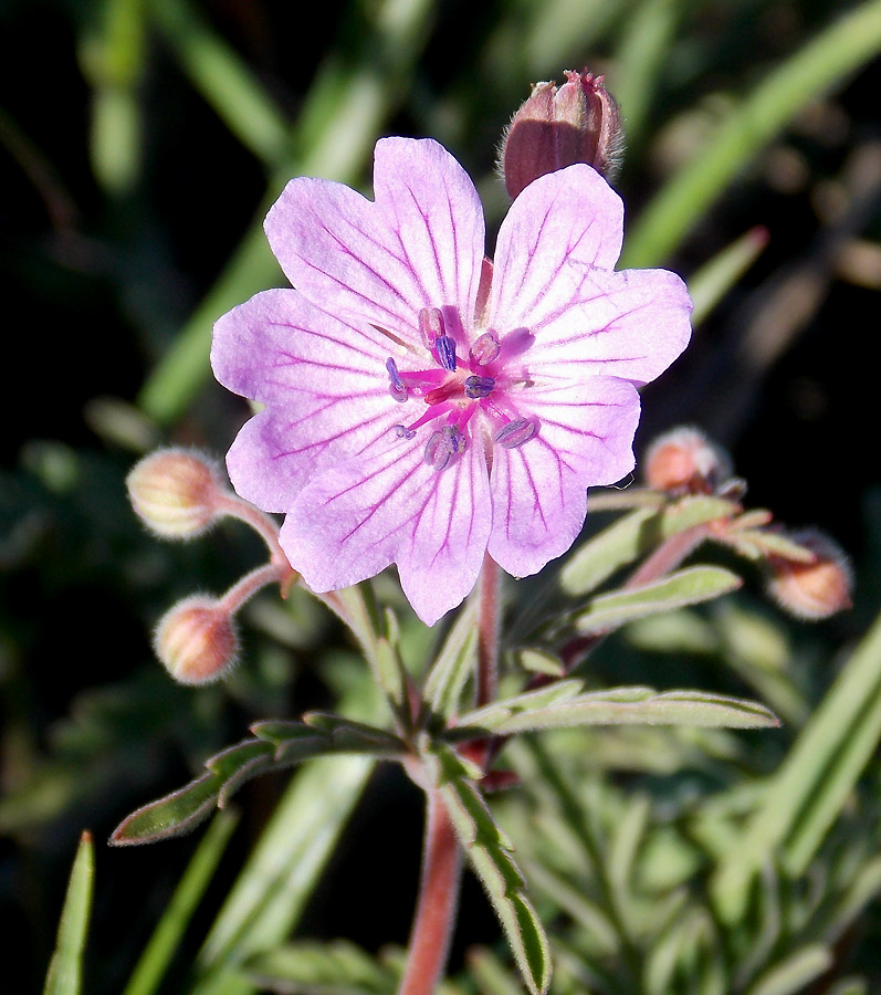 Image of Geranium tuberosum specimen.