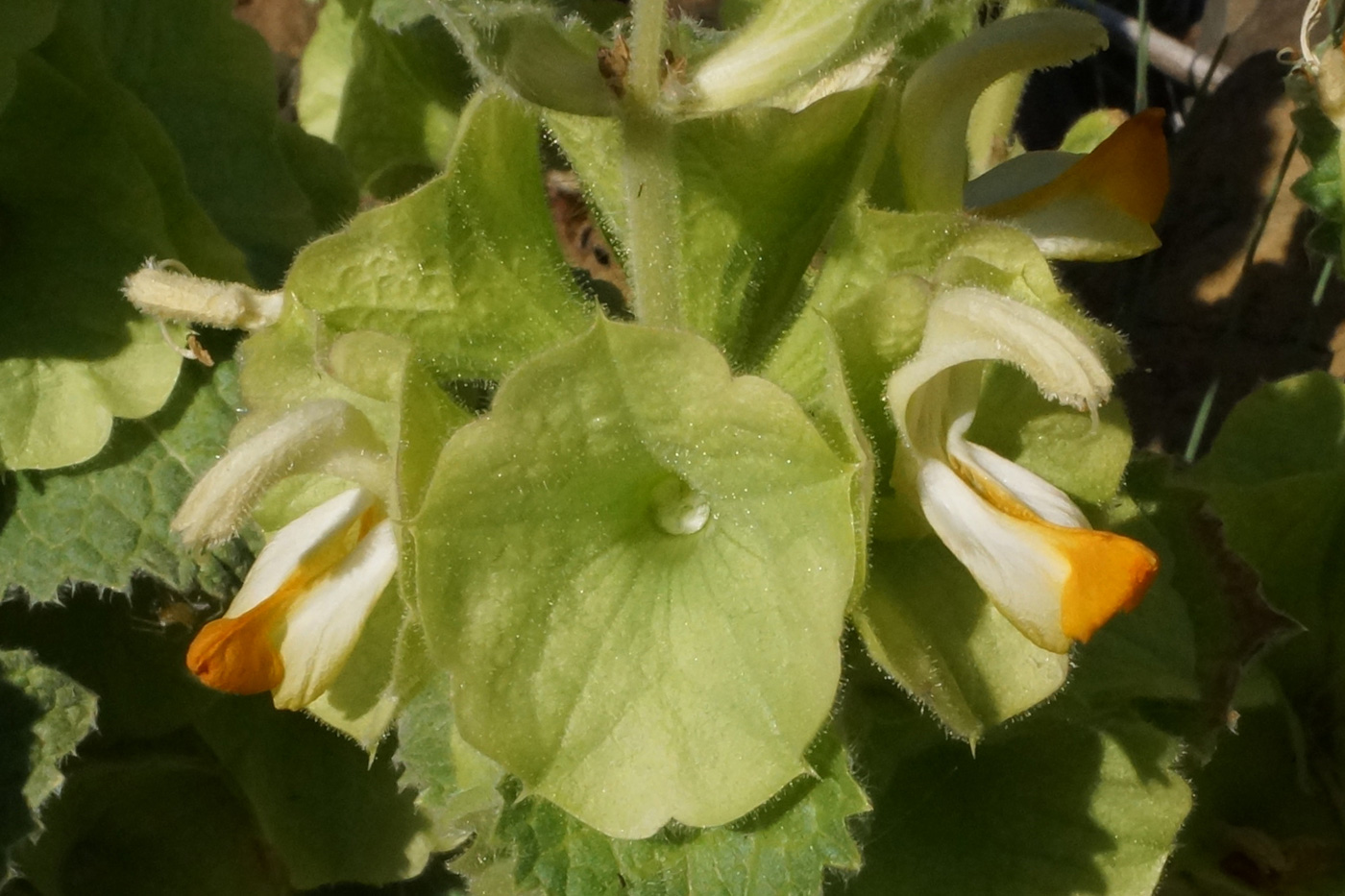 Image of Eremostachys molucelloides specimen.