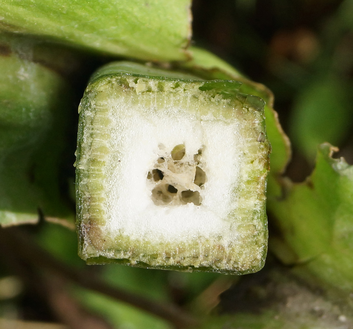 Image of Silphium perfoliatum specimen.