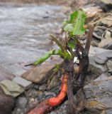 род Rumex. Часть обнажившегося каудекса с молодыми листьями и остатками прошлогодних побегов. Краснодарский край, м/о г. Новороссийск, ущ. Щель Мардакова, берег безымянной реки. 13.02.2016.