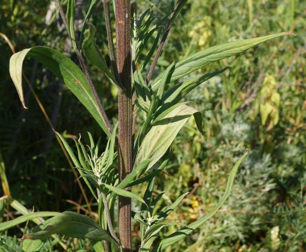 Image of Saussurea elata specimen.