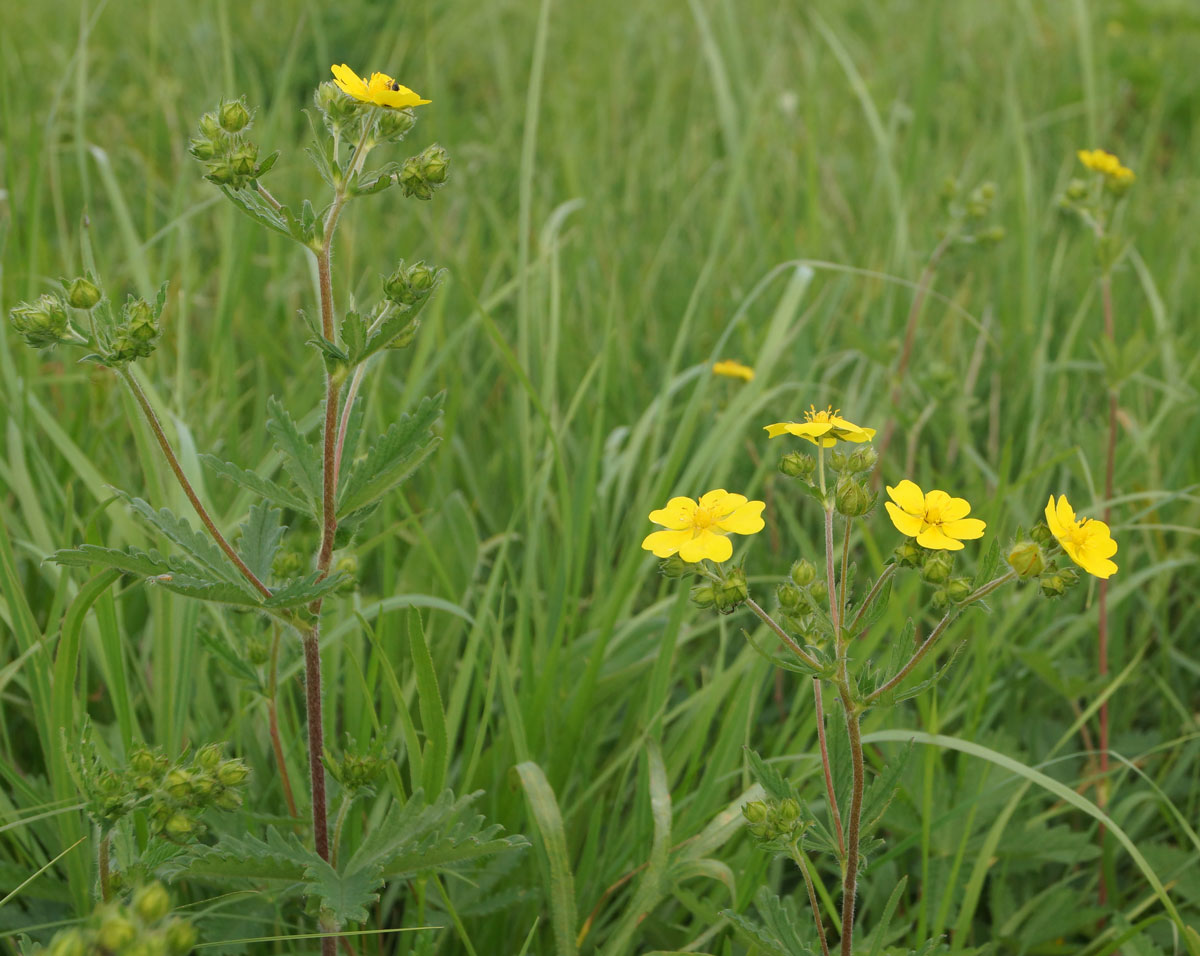 Image of Potentilla recta specimen.