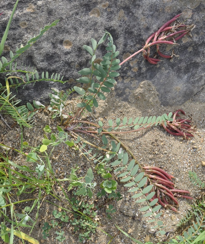 Изображение особи Astragalus monspessulanus.