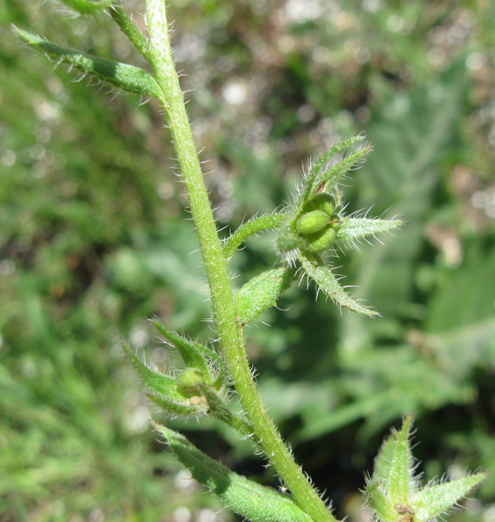 Image of Lycopsis orientalis specimen.