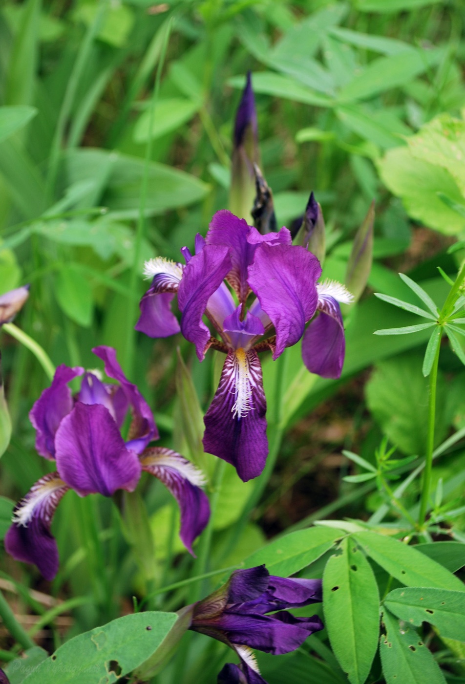 Image of Iris aphylla specimen.