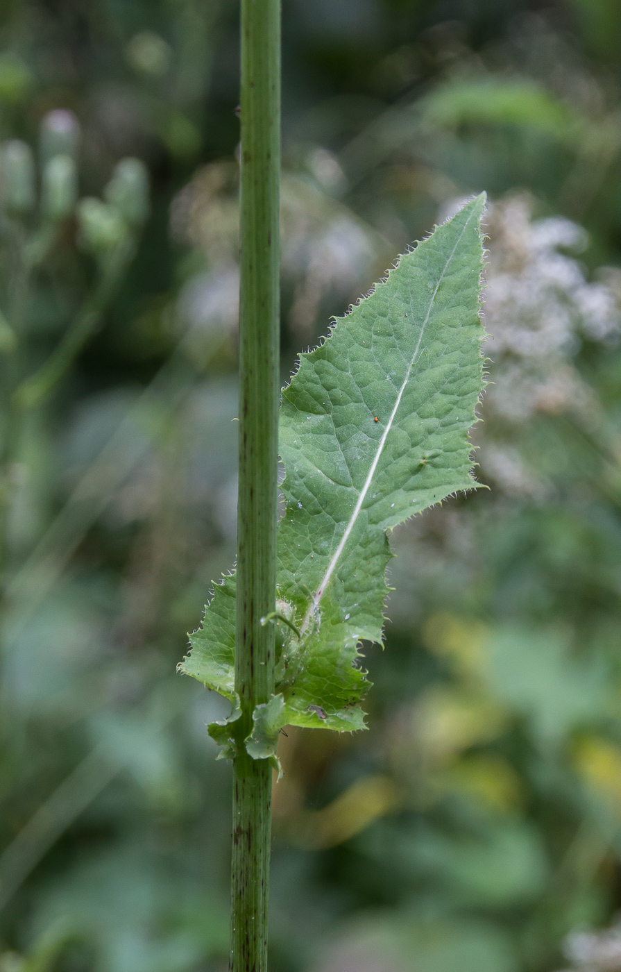 Image of Cicerbita uralensis specimen.