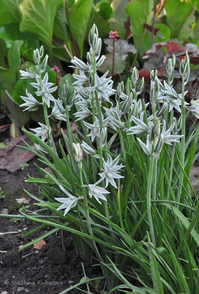 Image of Ornithogalum nutans specimen.