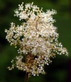 Смотреть изображение Filipendula palmata