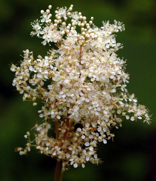 Image of Filipendula palmata specimen.