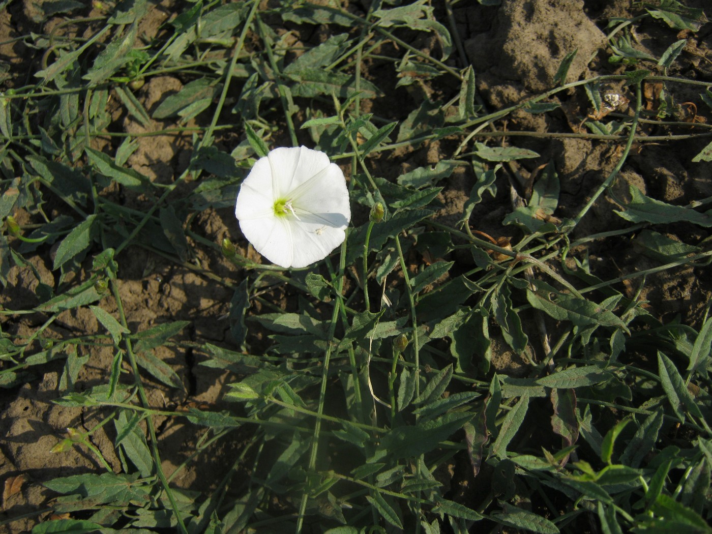 Image of Convolvulus arvensis specimen.