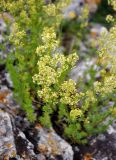 Galium anfractum