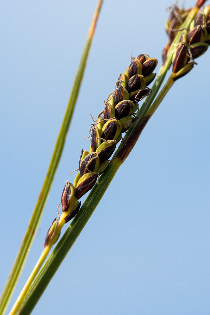 Изображение особи Carex bigelowii.
