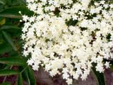 Смотреть изображение Sambucus nigra