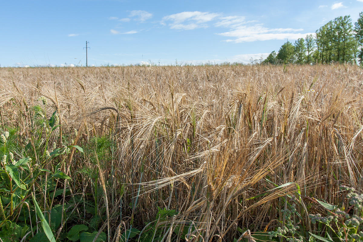 Image of Triticum aestivum specimen.