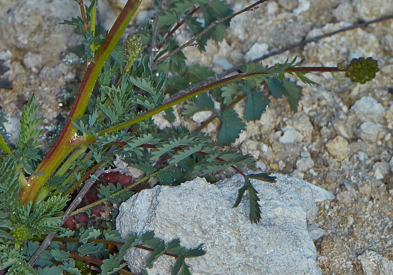 Изображение особи Poterium sanguisorba.