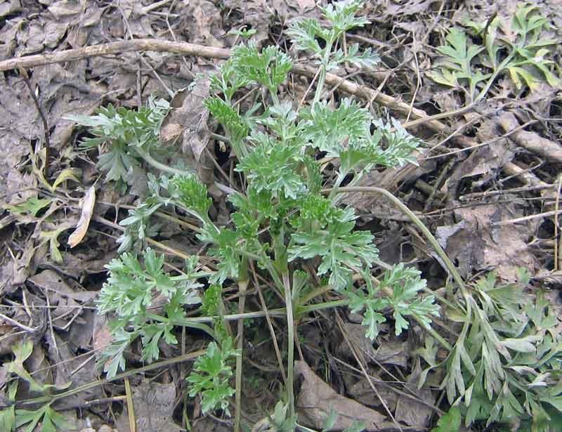 Image of Artemisia absinthium specimen.