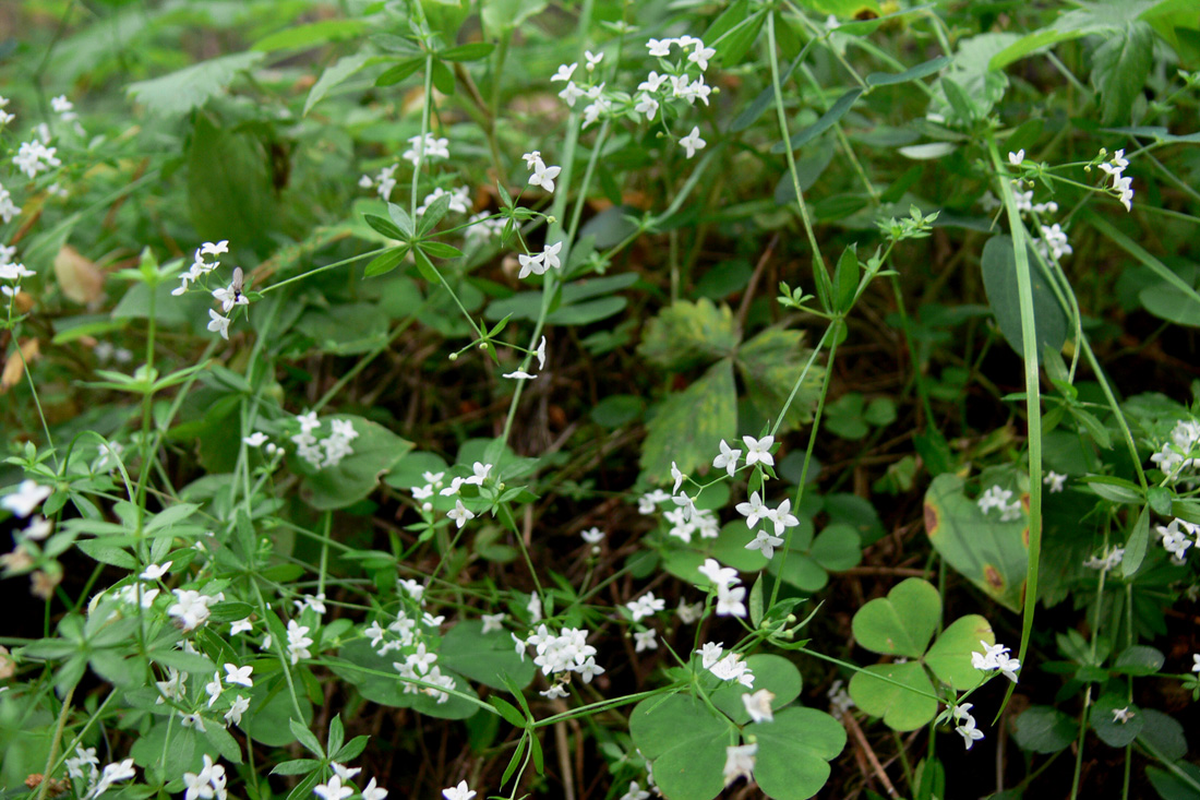 Image of Galium uliginosum specimen.