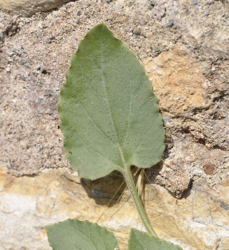 Image of Campanula incurva specimen.