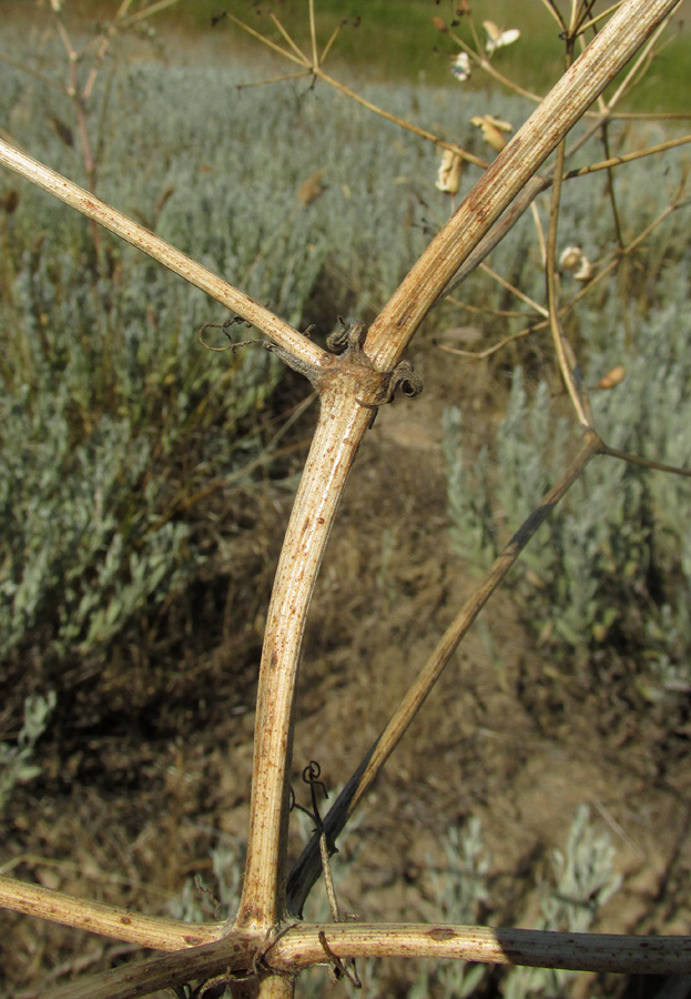 Image of Prangos odontalgica specimen.