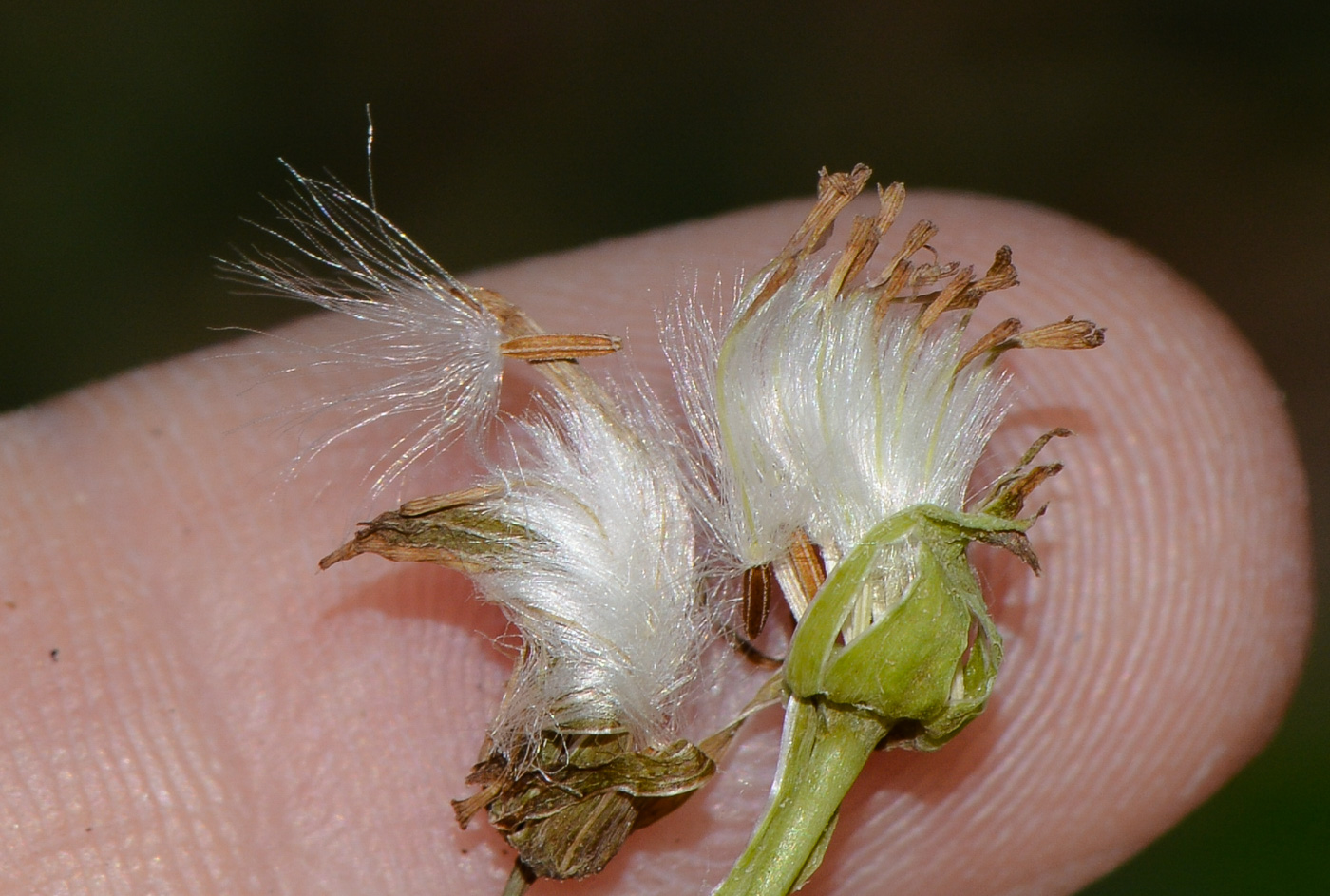 Image of Emilia sonchifolia specimen.