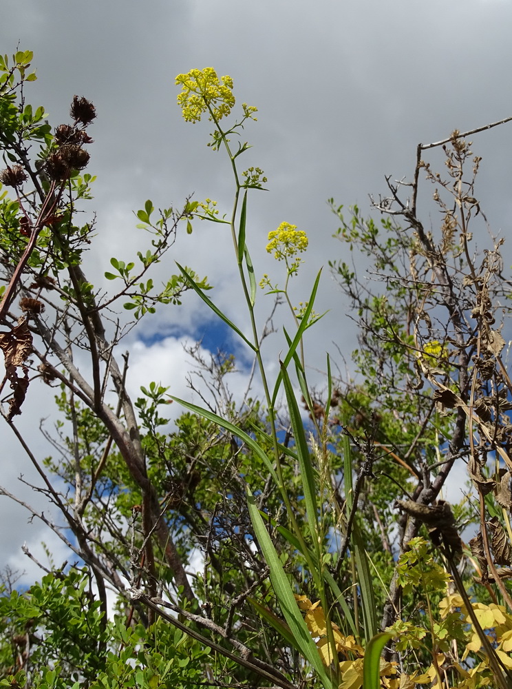 Изображение особи Bupleurum scorzonerifolium.