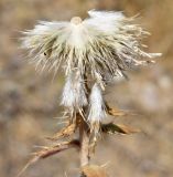 Echinops knorringianus. Соплодие. Узбекистан, Андижанская обл., Андижанский р-н; Ферганская долина, Хаканские адыры. 21.07.2017.