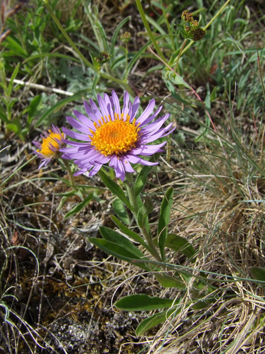 Image of Aster alpinus specimen.