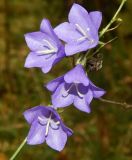 Campanula persicifolia. Часть стебля с цветками. Подмосковье, окр. г. Одинцово, смешанный лес. Октябрь 2017 г.