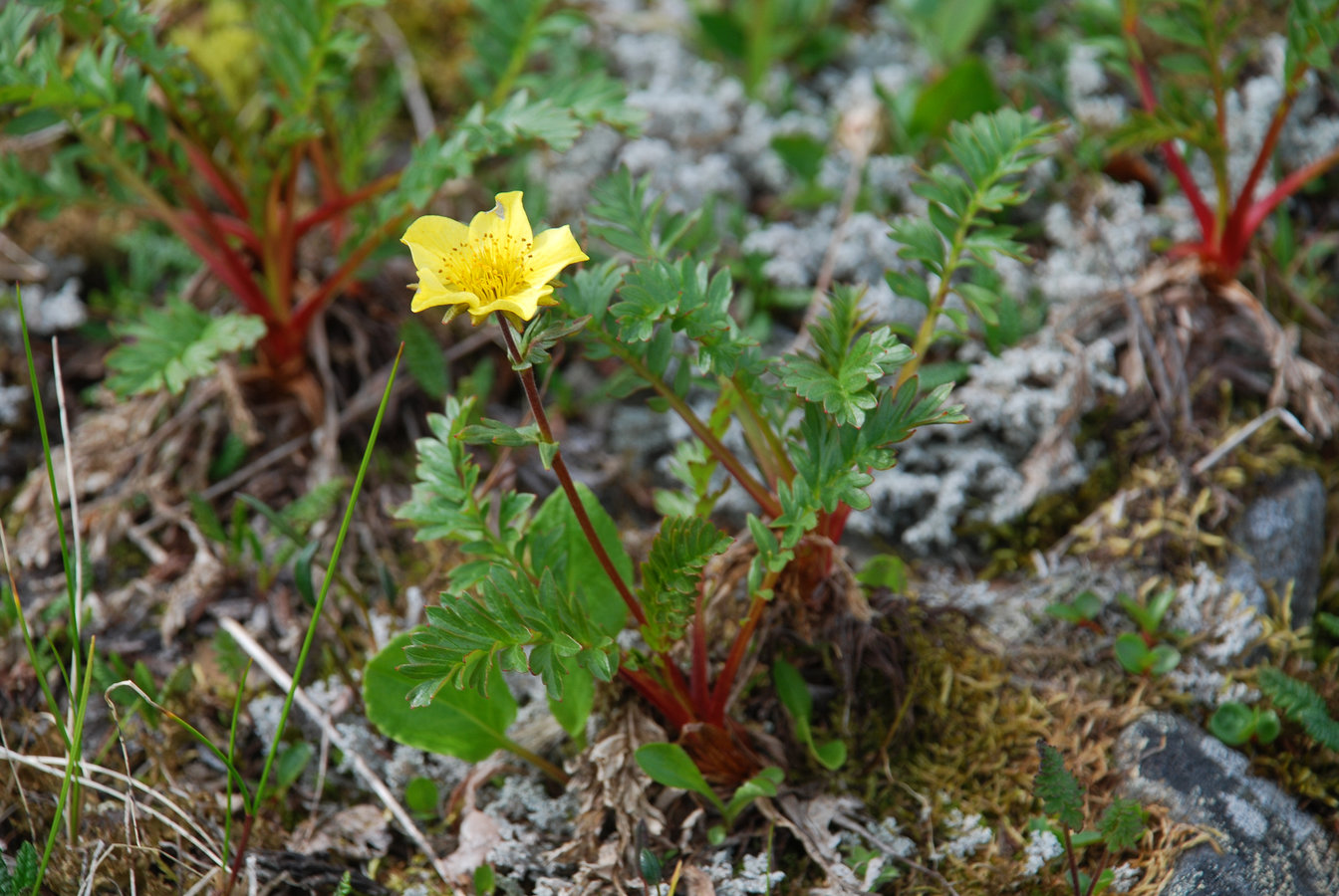 Image of Acomastylis rossii specimen.