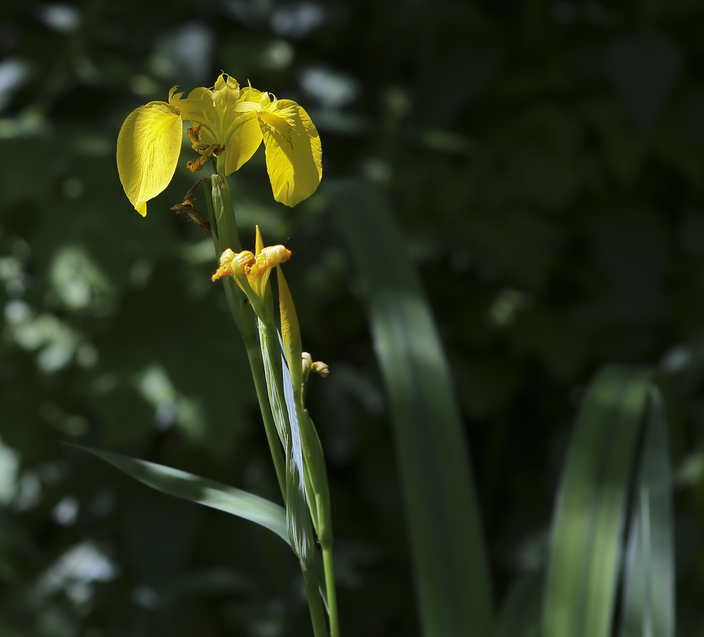 Изображение особи Iris pseudacorus.