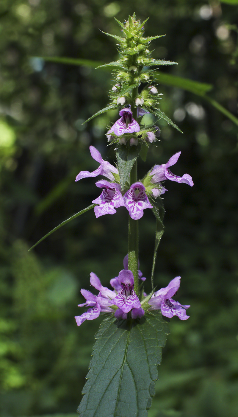 Image of Stachys palustris specimen.