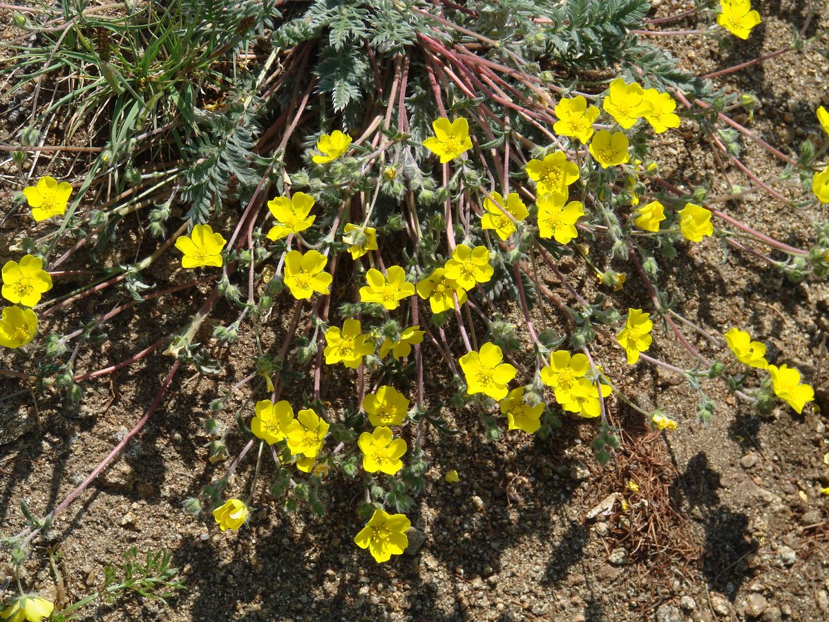 Изображение особи Potentilla sericea.