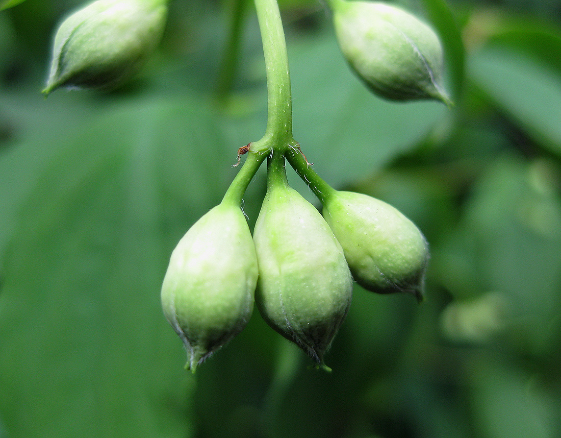 Image of Philadelphus coronarius specimen.