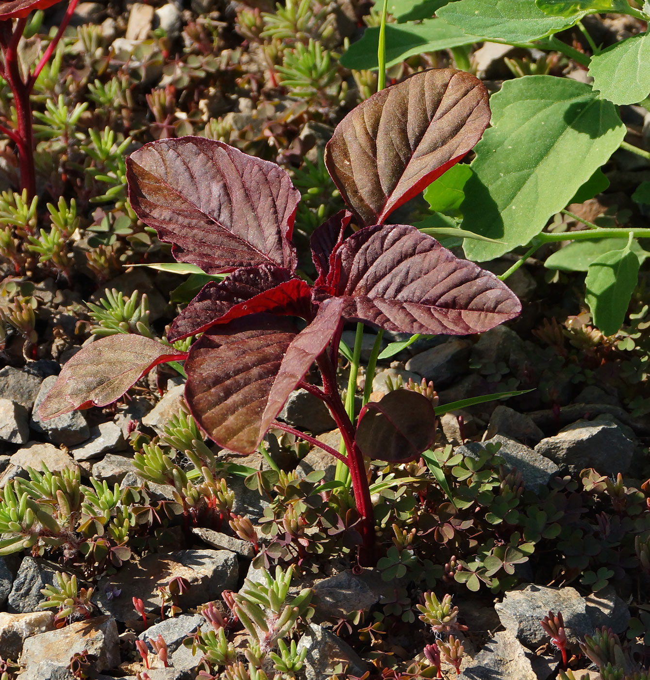 Image of Amaranthus hypochondriacus specimen.