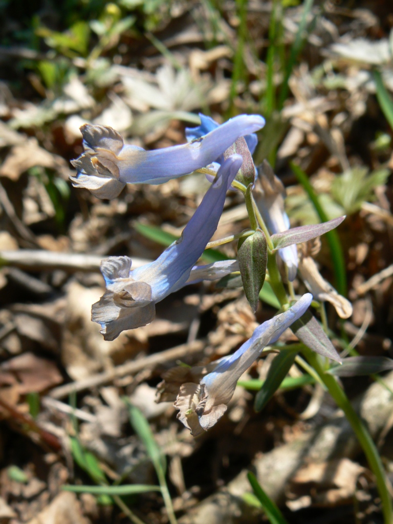 Image of Corydalis ussuriensis specimen.