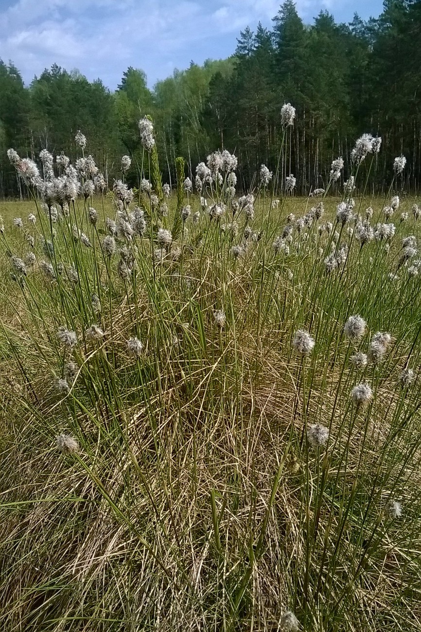 Image of Eriophorum vaginatum specimen.