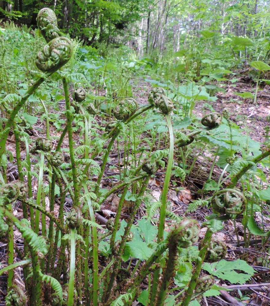 Изображение особи род Dryopteris.