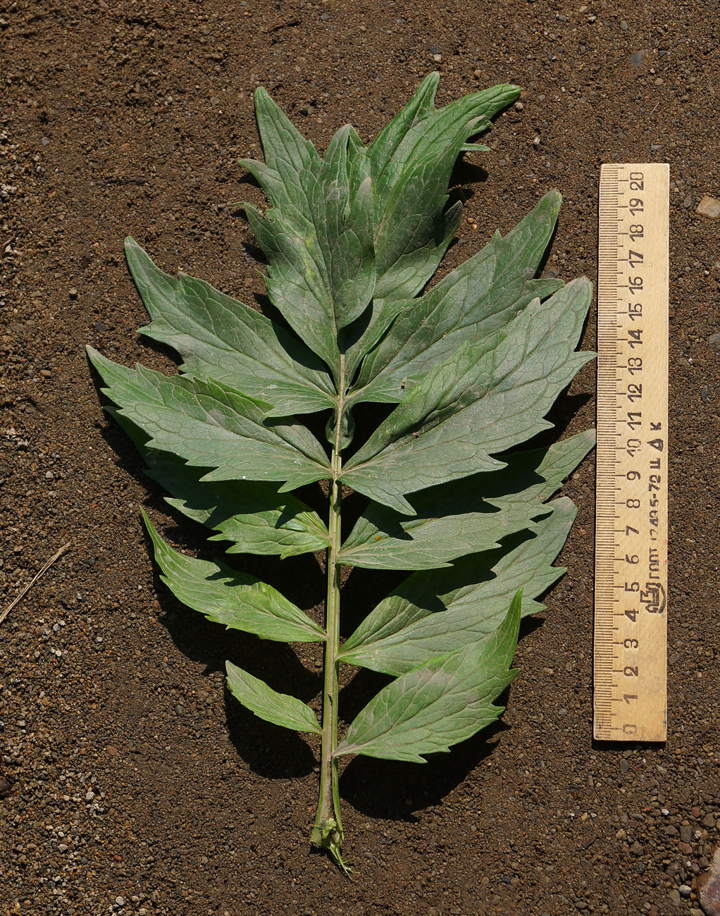 Image of Valeriana dubia specimen.