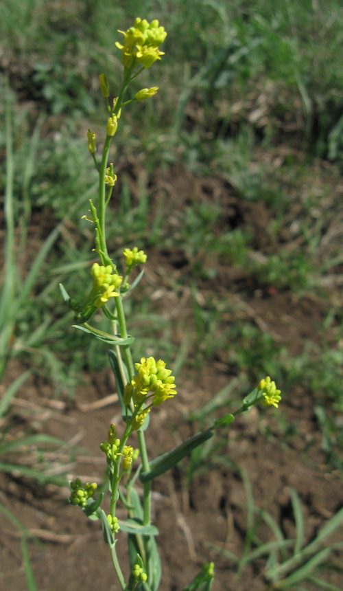 Image of Myagrum perfoliatum specimen.