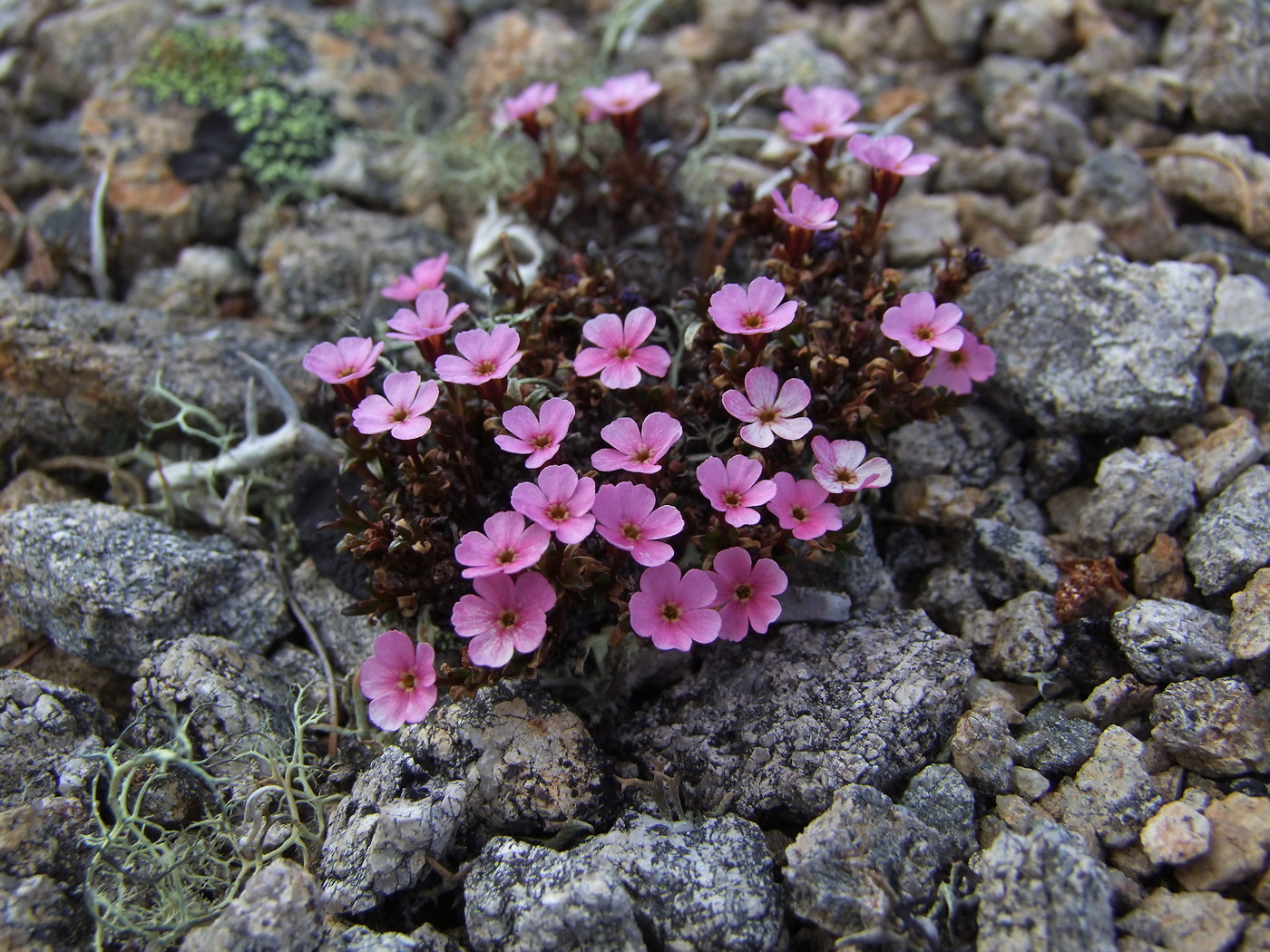 Image of Douglasia ochotensis specimen.