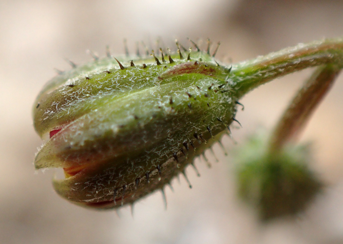 Image of Crepis neglecta ssp. graeca specimen.