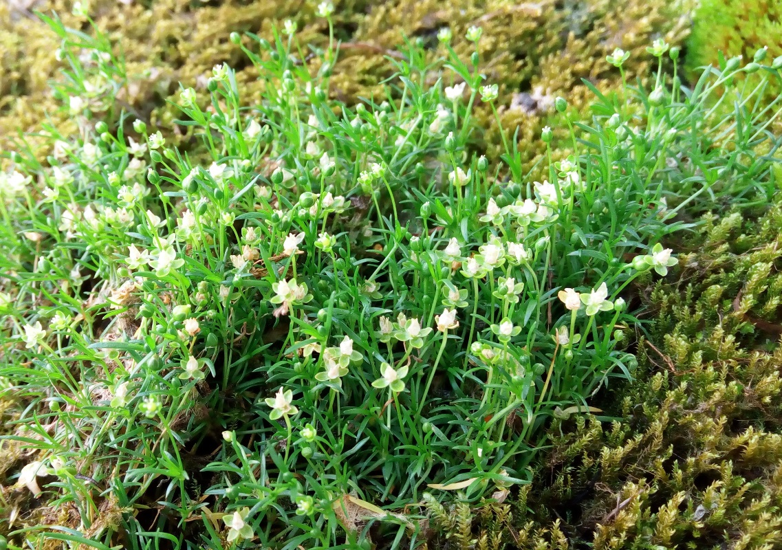 Изображение особи Sagina procumbens.