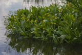 Rorippa amphibia. Заросли цветущих растений в воде. Московская обл., Одинцовский р-н, окр. дер. Волково, р. Москва. 14.07.2018.