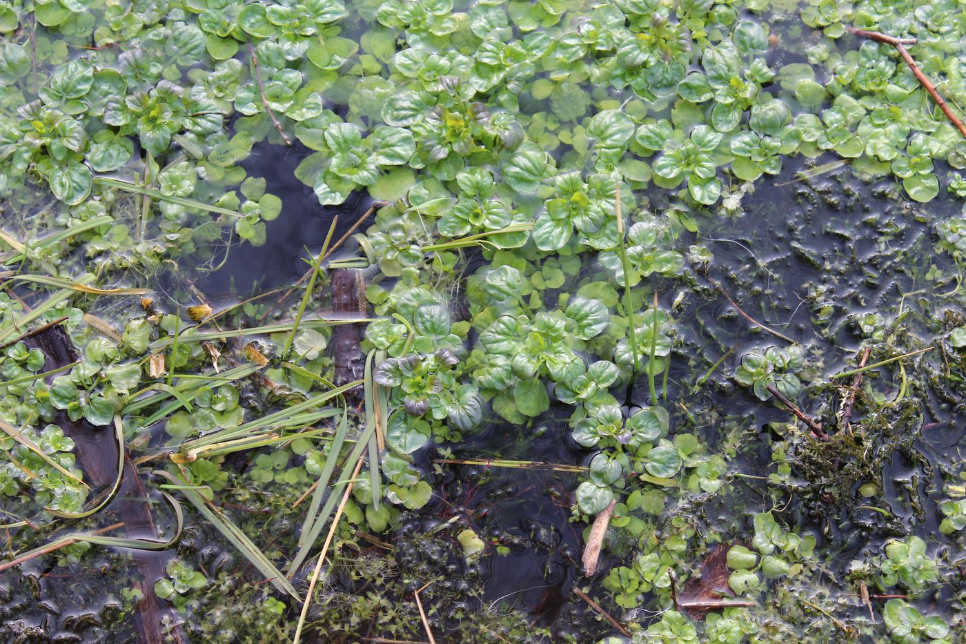 Изображение особи Nasturtium officinale.