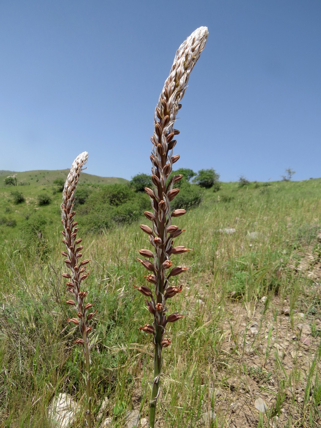 Image of Eremurus comosus specimen.