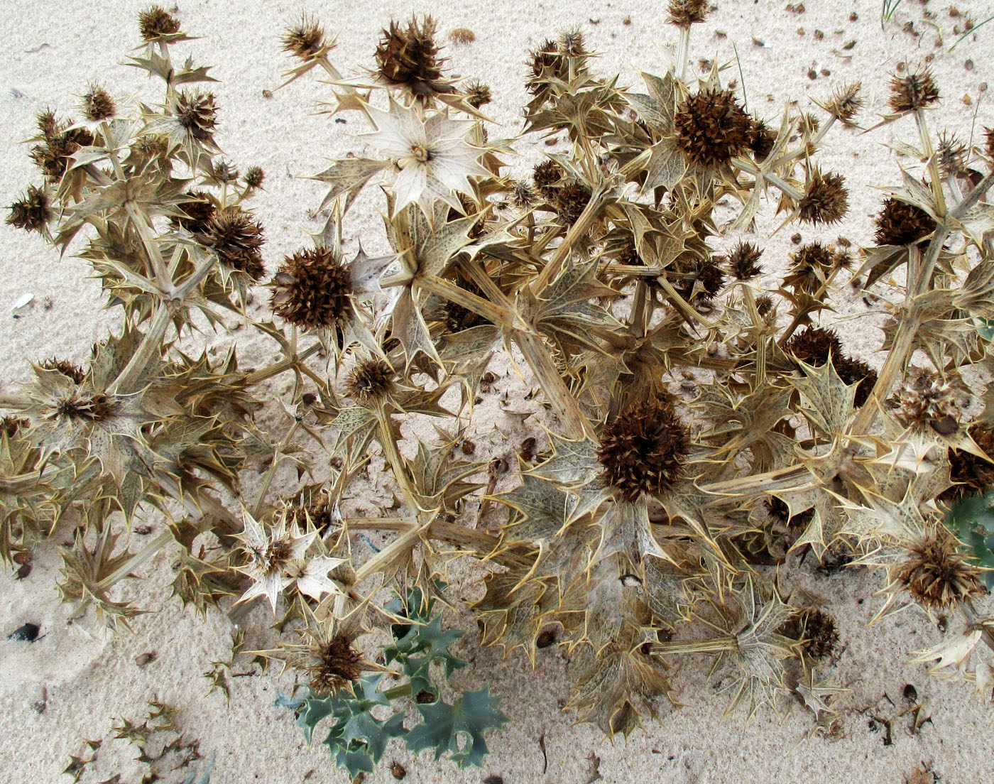 Изображение особи Eryngium maritimum.